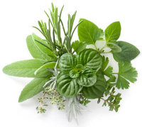 Frische Kräuter & Gewürze