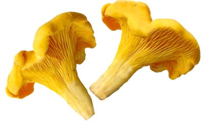 Mushrooms Girolles