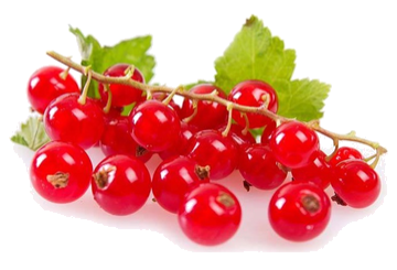 Bio-Stachelbeeren