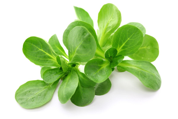 Rosettensalat (Feldsalat)