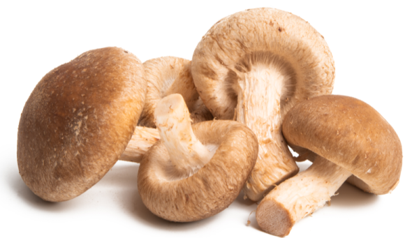 Champignon Shiitake