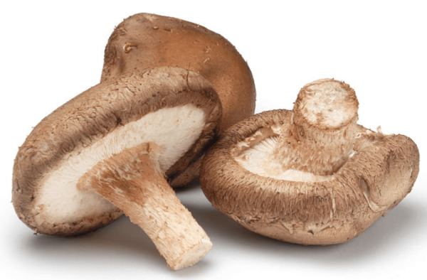 Champignon Shiitake