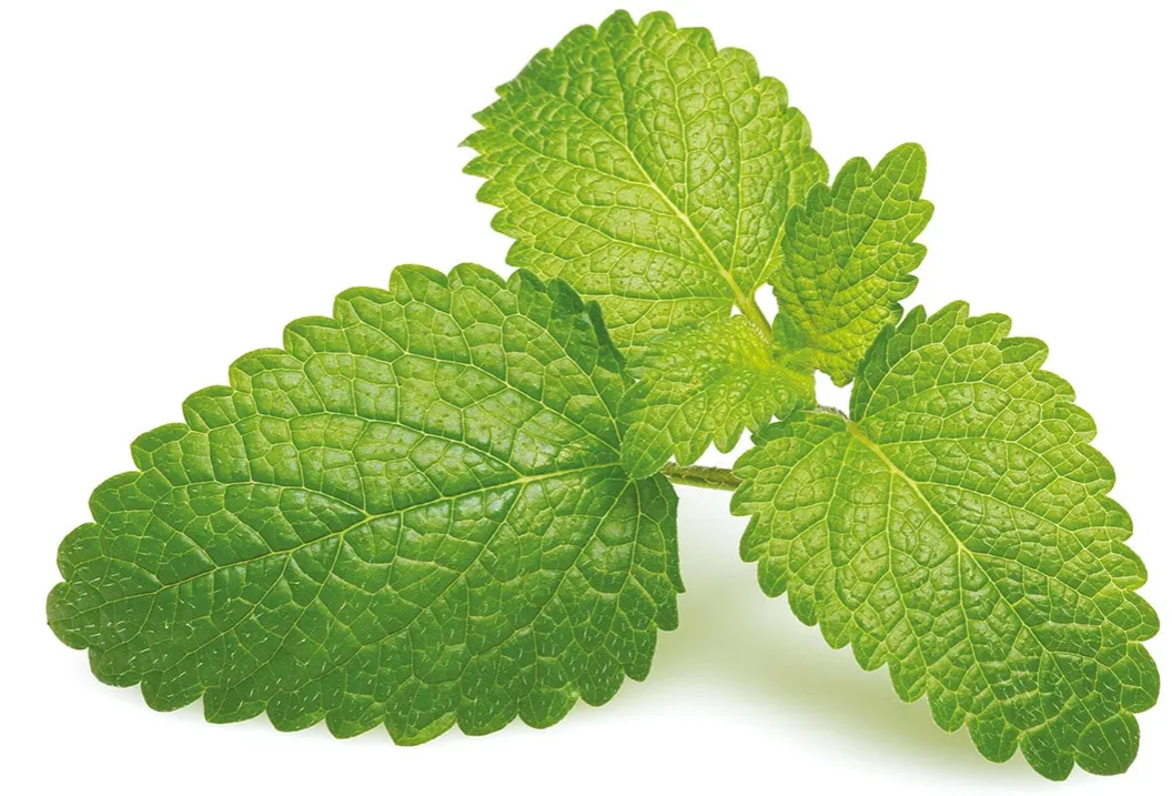 Feuille de Citronnelle